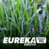 Eureka Premium Kikuyu VG Instant Turf
