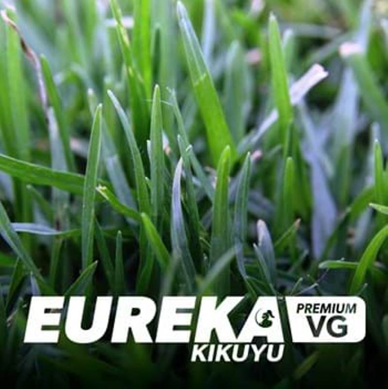 Eureka Kikuyu Premium VG