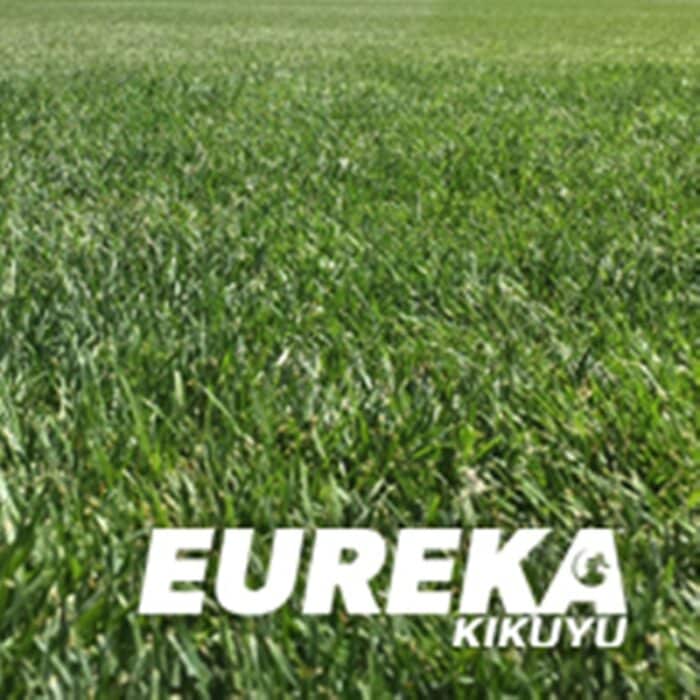 eureka kikuyu 380x220 1