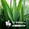 Sir Walter Buffalo DNA Certified Instant Turf