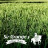 Sir Grange Instant Turf