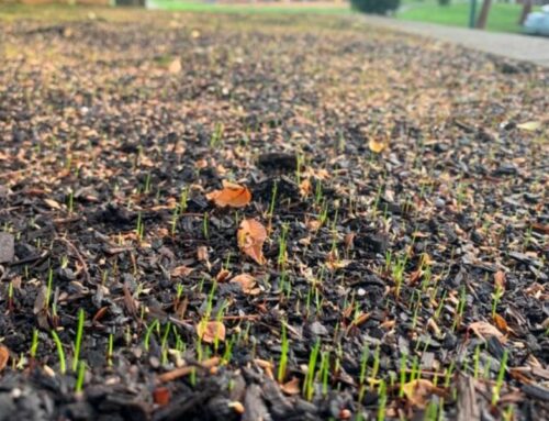 Lawn Seed – Not as hard as you thought