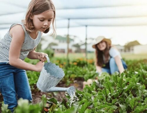 Top 20 Gardening Ideas for Melbourne Households